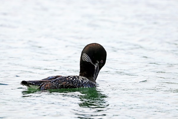 Great Northern Diver I by Deb Oppermann
